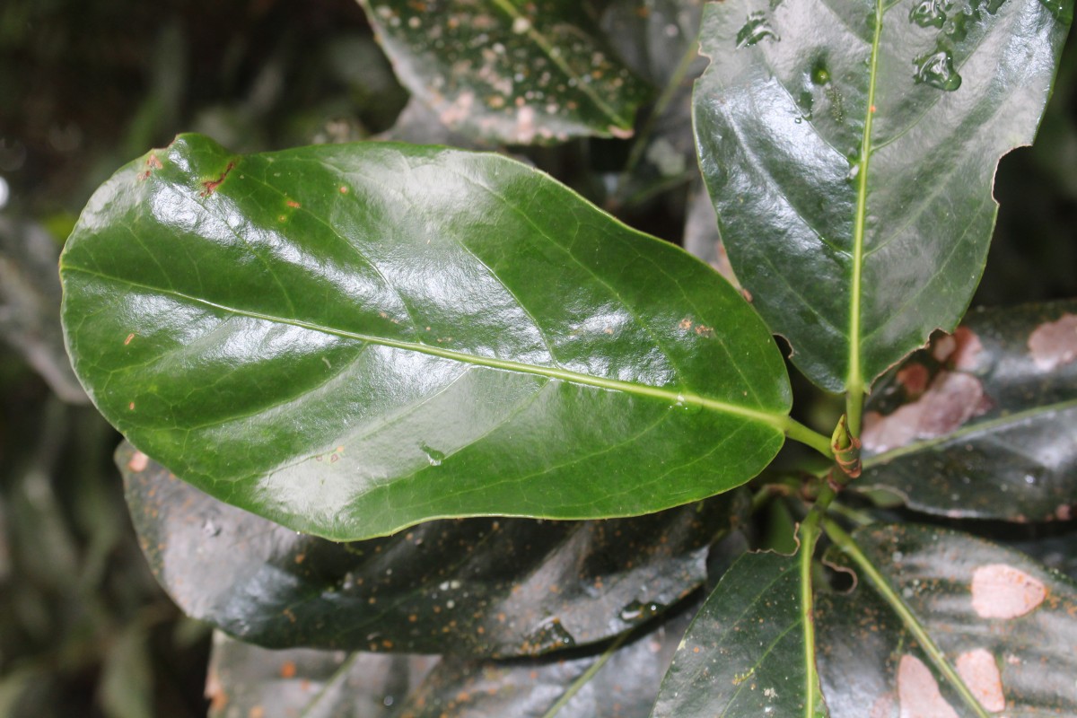 Aporosa latifolia Thwaites